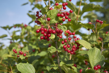 Viburnum opulus