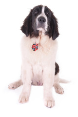 puppy landseer in front of white background