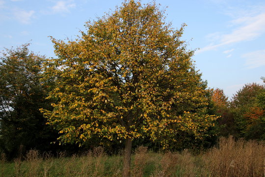 Herbstbeginn