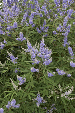 Vitex Agnus-castus   