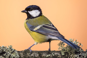 Perched young great-tit on wooden branch