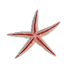 sea star isolated on white background