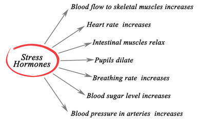 Stress Hormones