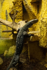 Varanus.  Poland