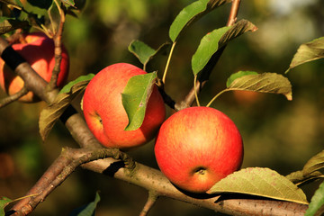 Two red apples on the branch in the garden