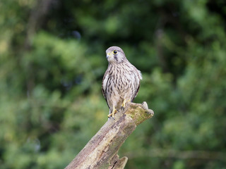 kestrel, Falco tinnunculus