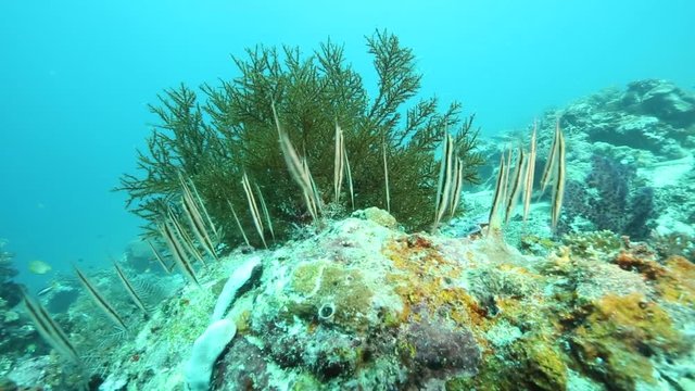 Razorfish or shrimpfish swimming around coral at Derawan Island, Kalimantan 