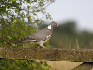 Wood pigeon,  Columba palumbus