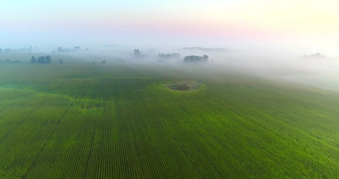 Rural agricultural landscape under dense fog at daybreak, aerial perspective.
