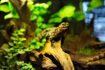 Obraz premium Lizard . Poland