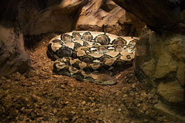 Carpet Python asleep after a meal in a zoo. Wroclaw, Poland