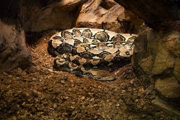 Carpet Python in a terrarium in a zoo. 