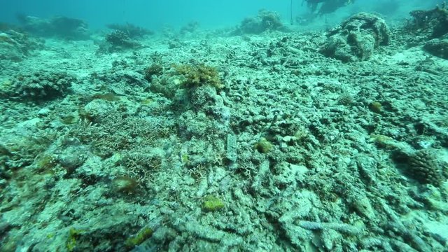 Dead and broken corals on reef due to environmental issues