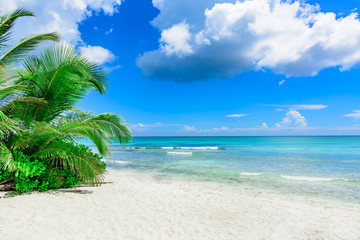 Naklejka na ściany i meble sunny summer landscape waterfront seashore overlooking the palm tree