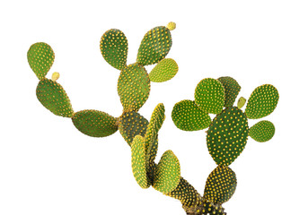 Cactus Opuntia isolé sur fond blanc