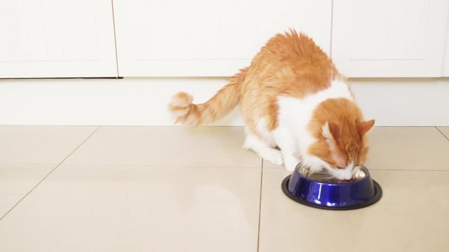 red fluffy cat greedily eating from bowl at home