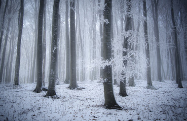 winter landscape, frozen trees in forest