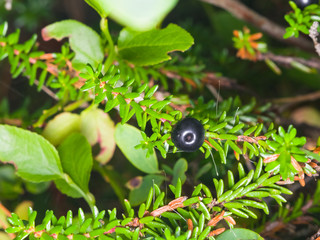 Black crowberry, Empetrum nigrum, berry on branch with needle-like leaves, close-up, selective focus, shallow DOF