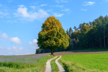Fototapeta na wymiar Farbiger Baum im goldenen Herbst