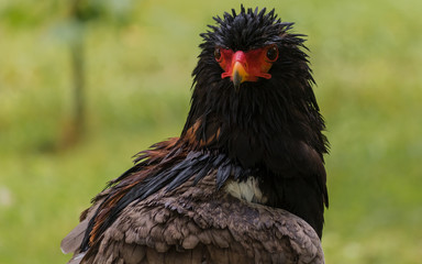 Bateleur (erathopius ecaudatus) under the rain in Cabarceno Natural Park, Cantabria, Spain.