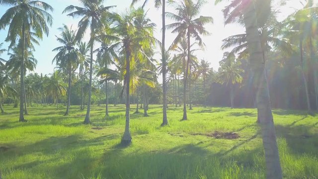 Close up gorgeous green plants covering lush landscape on dreamy topical island bail, Indonesia