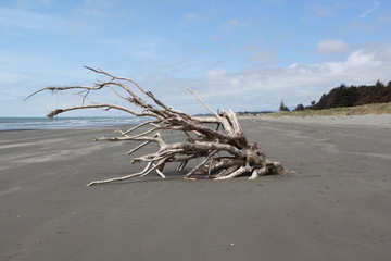 Driftwood on the beach