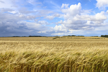 barley harvest