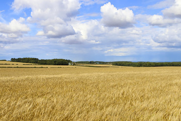 golden barley and woodland