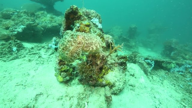 Broadclub cuttlefish (Sepia latimanus) changing color while swimming over coral reef at Sangalaki Island