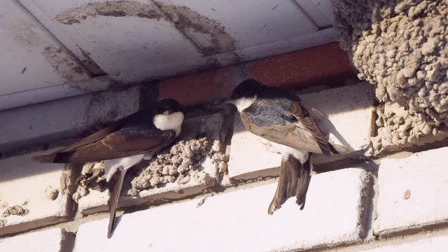 two swallows building up their destroyed nest on a brick wall under the roof. closeup shot