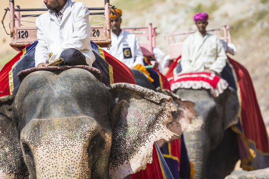 Unidentified men ride decorated elephants in Jaleb Chowk in Amber Fort in Jaipur, India. Elephant rides are popular tourist attraction in Amber Fort.