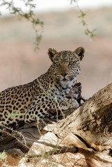 Fototapeta na wymiar Kalahari Leopard With Kill 