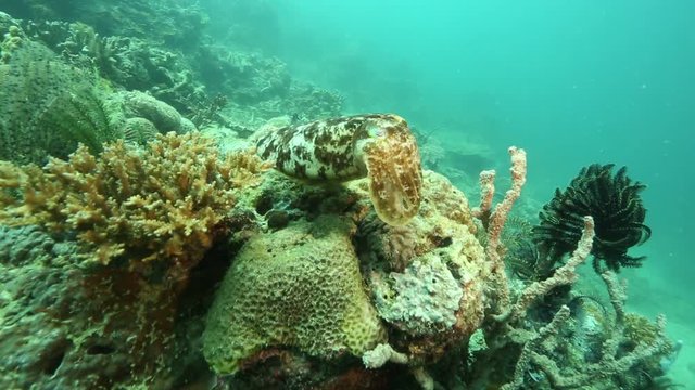 Broadclub cuttlefish (Sepia latimanus) changing color while swimming over coral reef at Sangalaki Island