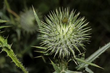 Blütenkopf einer Klettenpflanze, Arctium tomentosum