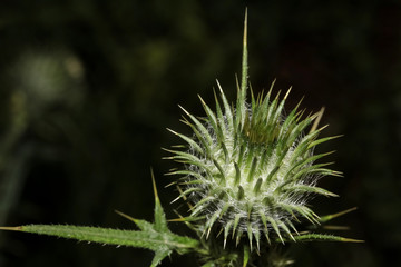 Blütenkopf einer Klettenpflanze, Arctium tomentosum