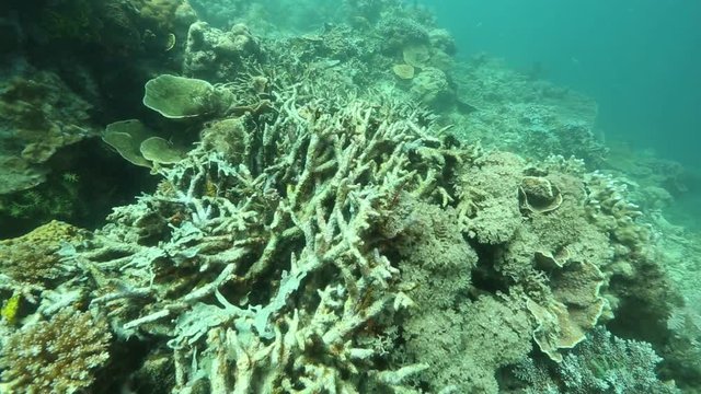 
Dead and broken staghorn corals at Sangalaki Island, Kalimantan 