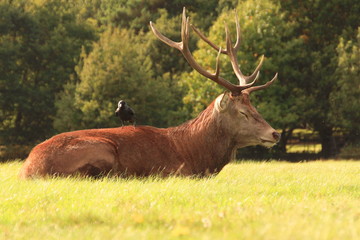 Red deer resting with bird on his back