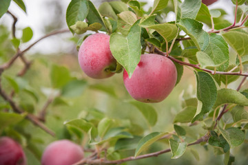 Beautiful red apples on branch in autumn