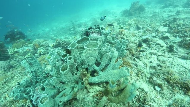Branching Vase Sponge on ocean floor at Kakaban island, Kalimantan 