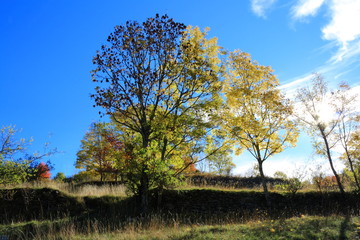 Obraz premium Tree in autumn with shining sun in Pyrenees in south of France