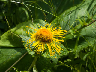 Blooming Telekia Speciosa yellow flowers macro, selective focus, shallow DOF