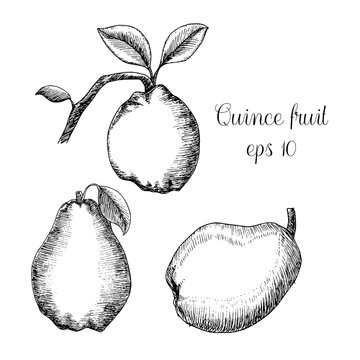 Hand drawn ink illustration of quince