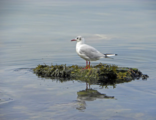 Close up of seagull at Kamchatka