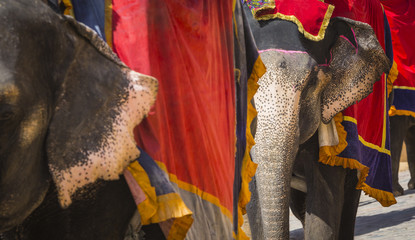 Naklejka premium Decorated elephants in Jaleb Chowk in Amber Fort in Jaipur, India.