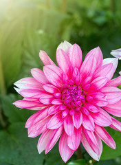 Obraz premium Macro shot of a pink dahlia.
