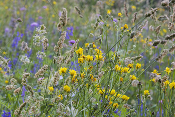 mountain flowers