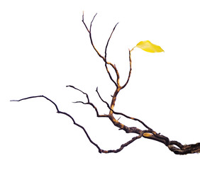 dry branch with leaf
