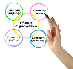 Effective Organizations