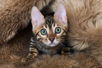 Bengalkatze