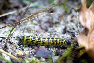 Pieris Brassicae Caterpillar